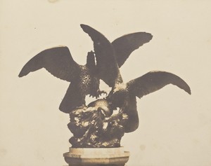 Group of Eagles