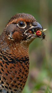 Grouse Foraging