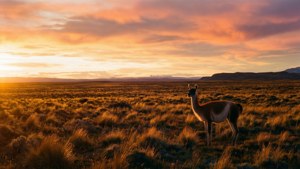 Guanaco at Dusk