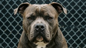 Guard Dog Pitbull