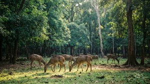Guindy National Park Deer