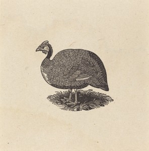 Guinea Hen