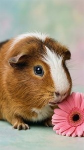 Guinea Pig and Flower