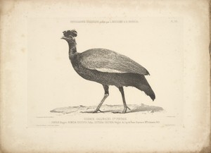 [Guineau Fowl]