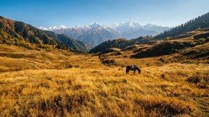 Gulmarg Meadow Panorama