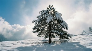 Gulmarg Winter Solitude