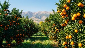 Guzelyurt Orange Orchard