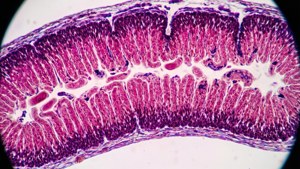 H&E Stained Section