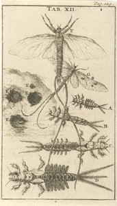 Haften XII