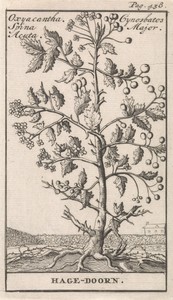 Hagedoorn