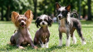 Hairless Pack Play