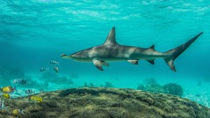 Hammerhead Over Reef