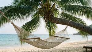 Hammock Relaxation Palm