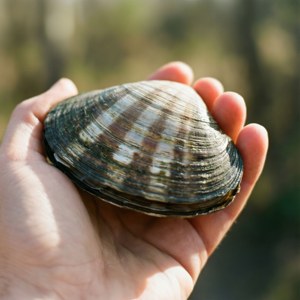 Hand and Shell