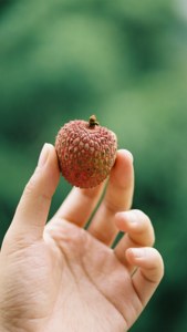 Hand Holding Litchi
