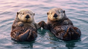 Hand-Holding Otters