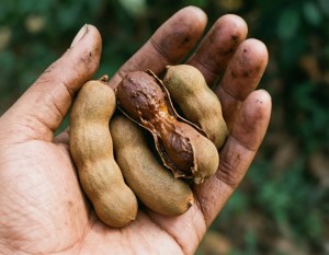 Hand Holding Tamarind