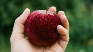 Hand Holding Velvet Apple