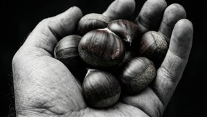 Handful of Chestnuts