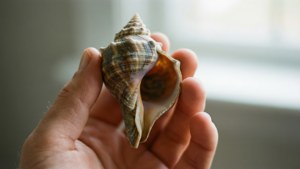 Handheld Whelk