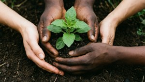 Hands Holding Plant