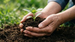 Hands Nurturing Seedling