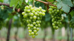 Hanging Green Grapes