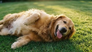 Happy Fat Retriever in Sun