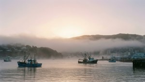 Harbour Morning Mist