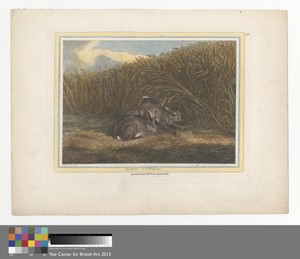 Hares Feeding