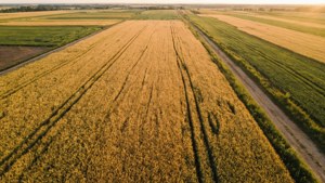 Harvest Gold Fields