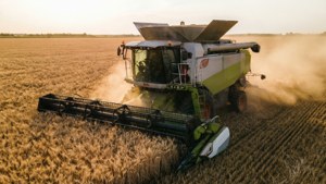 Harvesting Wheat