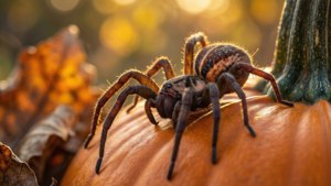 Harvestman on Pumpkin