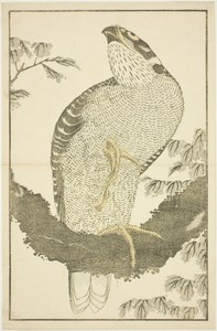 Hawk, from The Picture Book of Realistic Paintings of Hokusai (Hokusai shashin gafu)