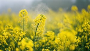 Hay Fever Field