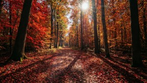 HDR Autumn Path