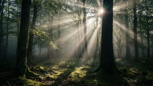 HDR Sunbeams Forest