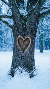 Heart in Snowy Tree