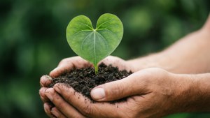 Heart Leaf Plant