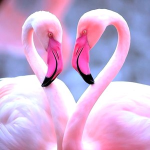 Heart of Flamingos