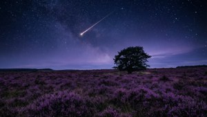 Heather Field Stargaze