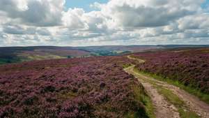 Heathery Moor Vista