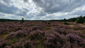 Heathland Blooms
