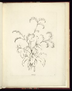 Heliotrope