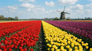 Helmond Tulip Fields