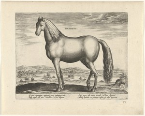 Hengst uit Anatolië