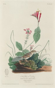 Henslow's Bunting