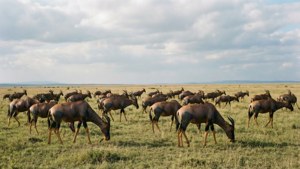 Herd Grazing on Savanna