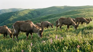 Herd in Spring Meadow