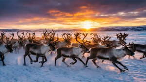 Herd in Sunset Tundra